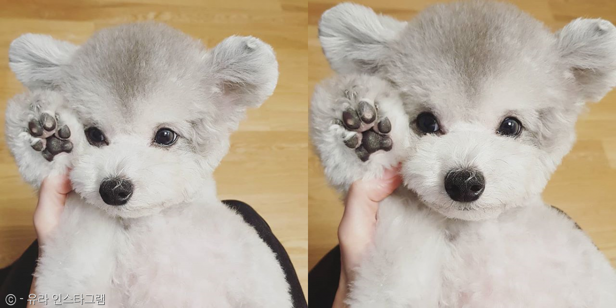 노트펫