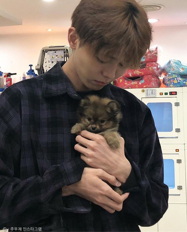 노트펫