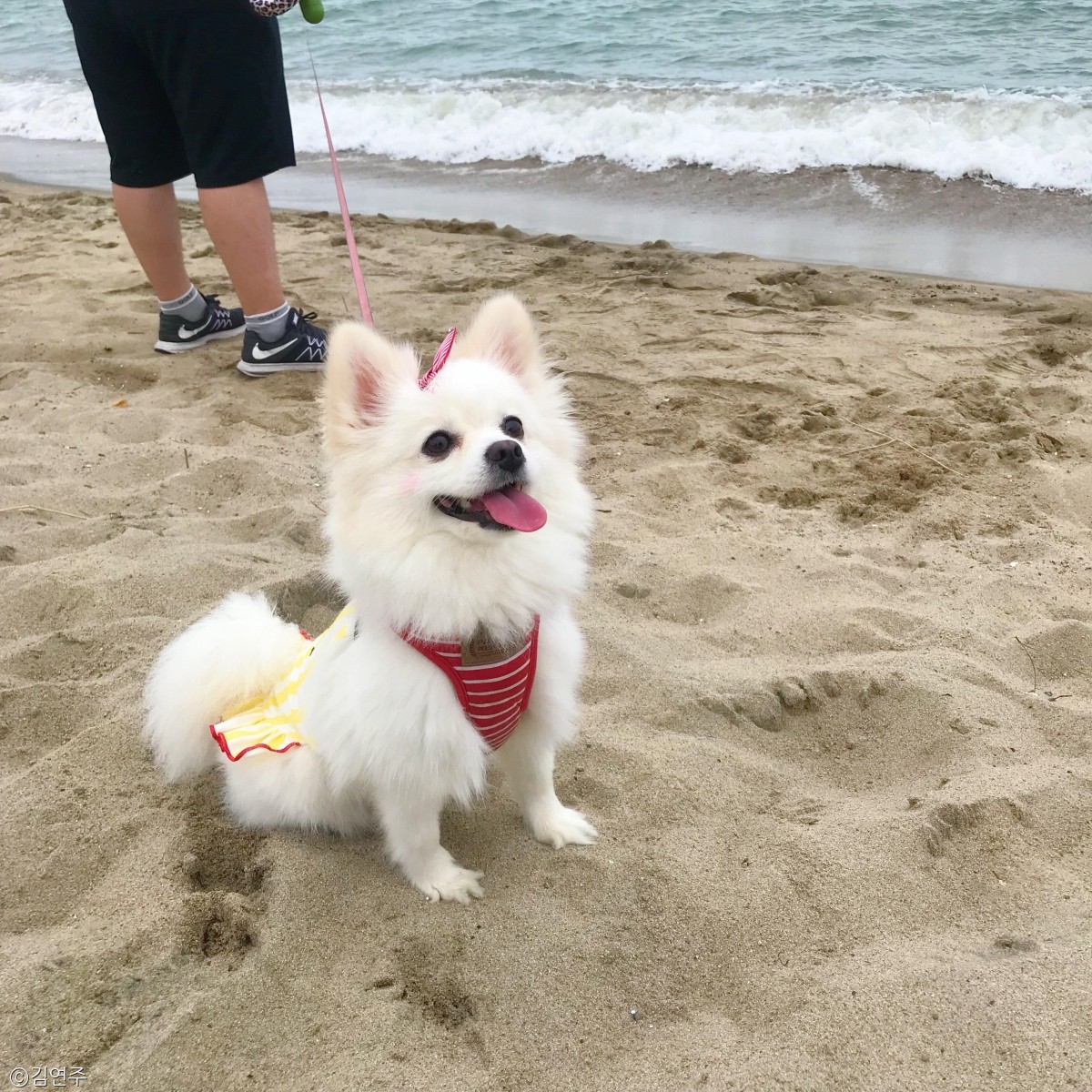 노트펫
