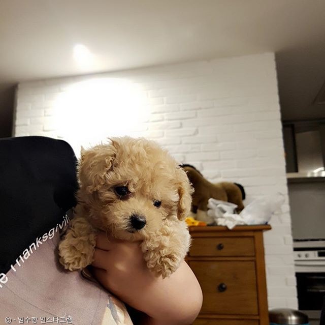 노트펫