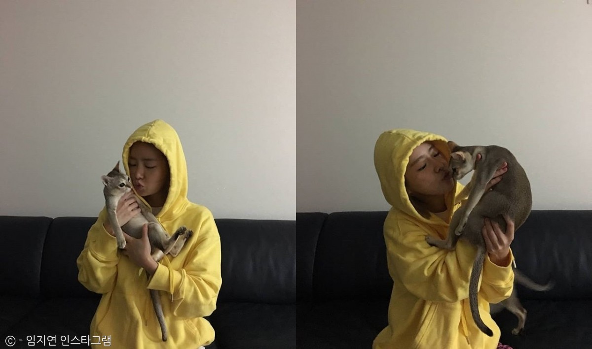 노트펫