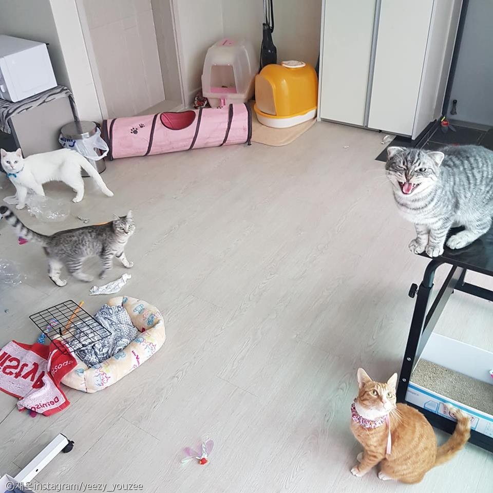노트펫