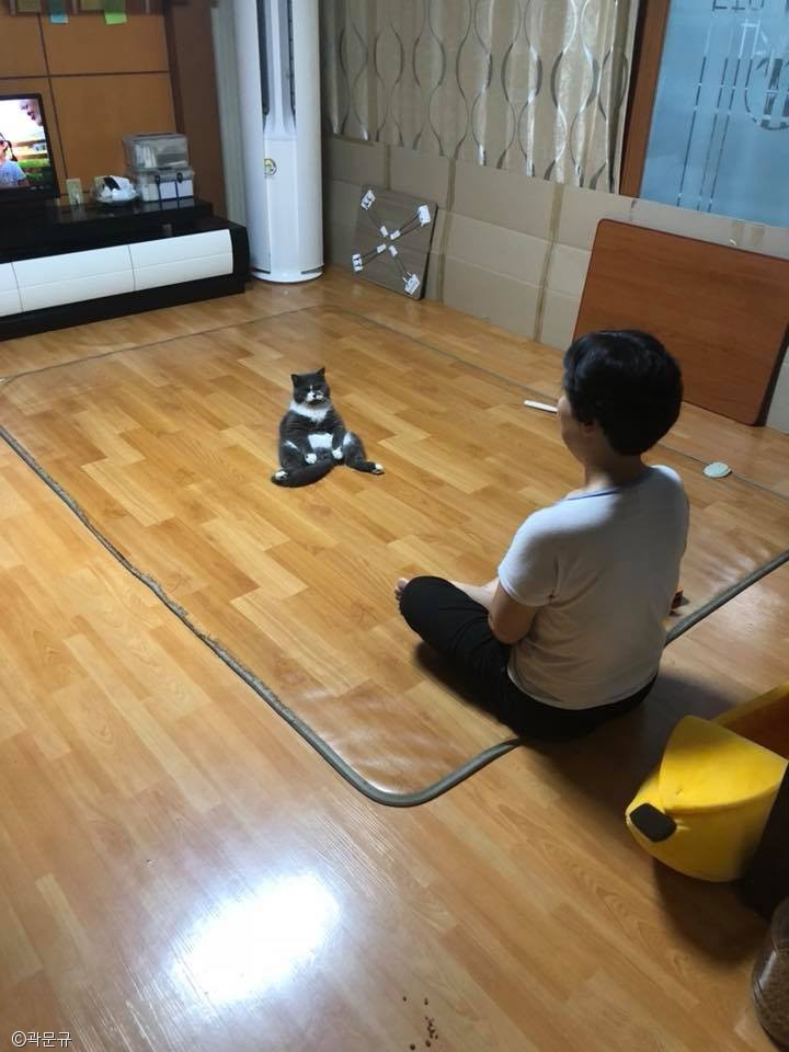 노트펫