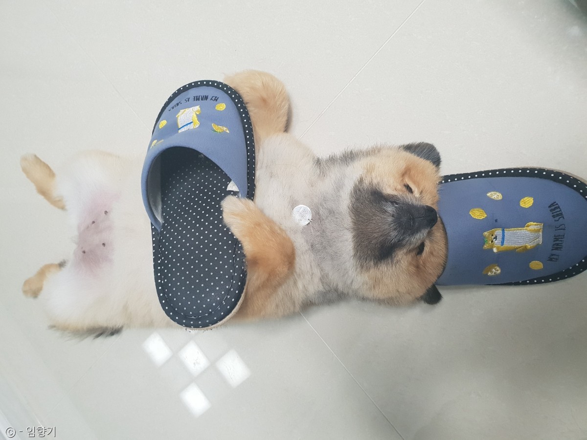 노트펫