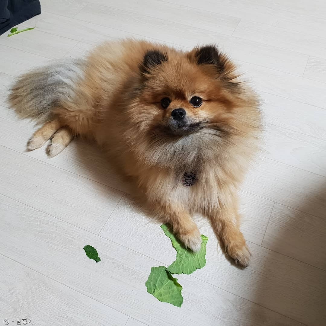 노트펫