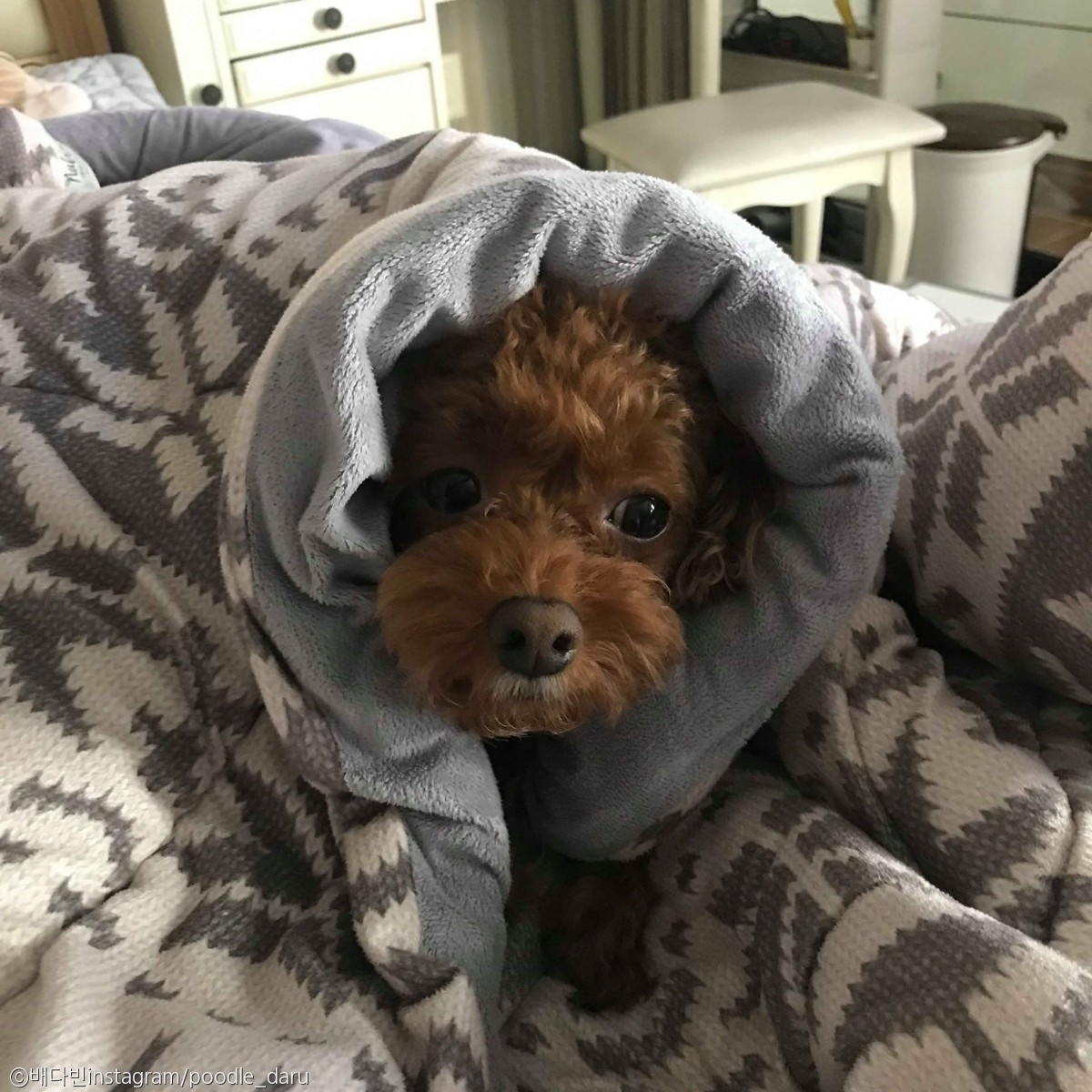 노트펫