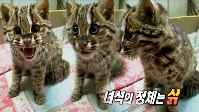 노트펫