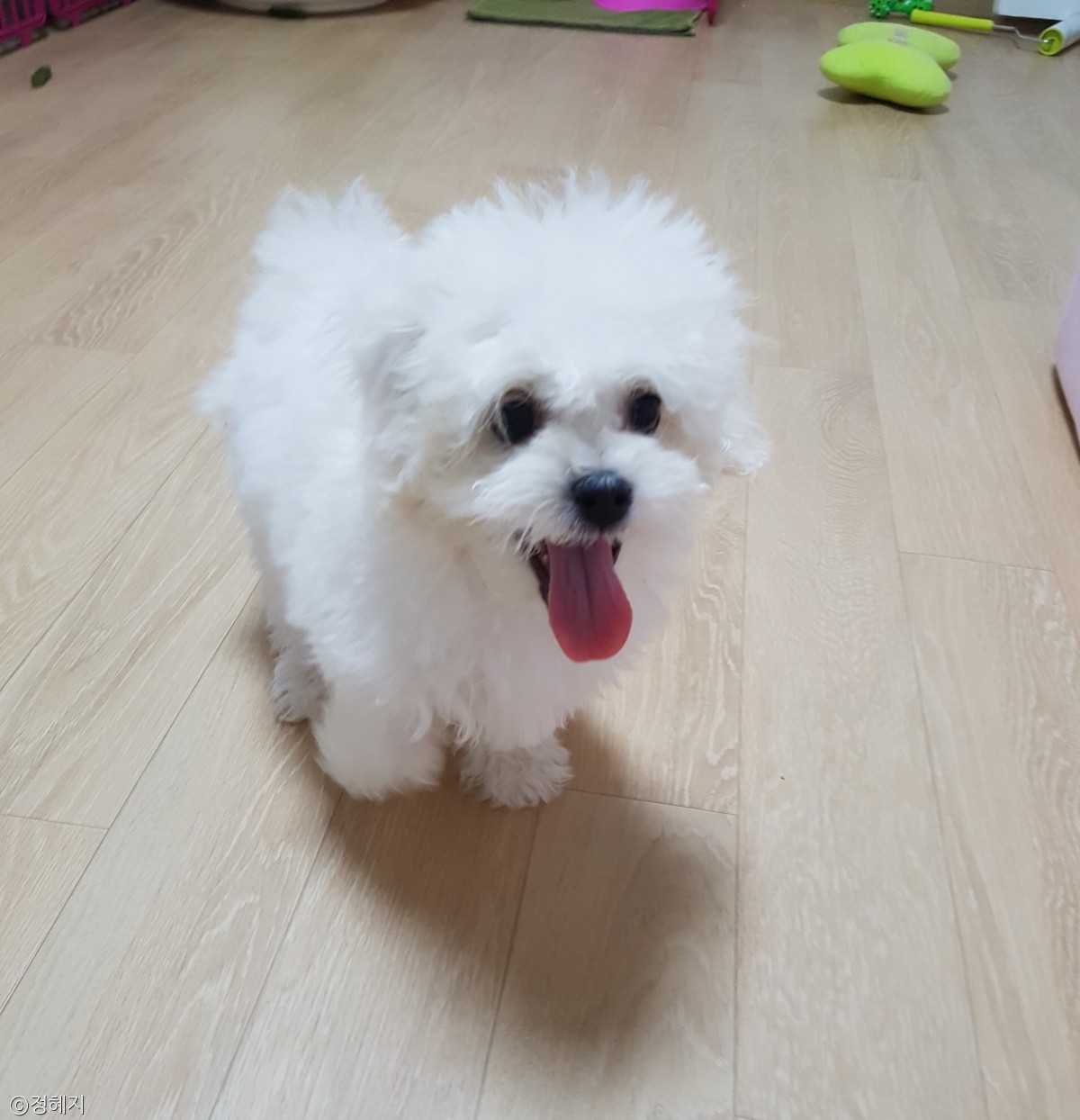 노트펫