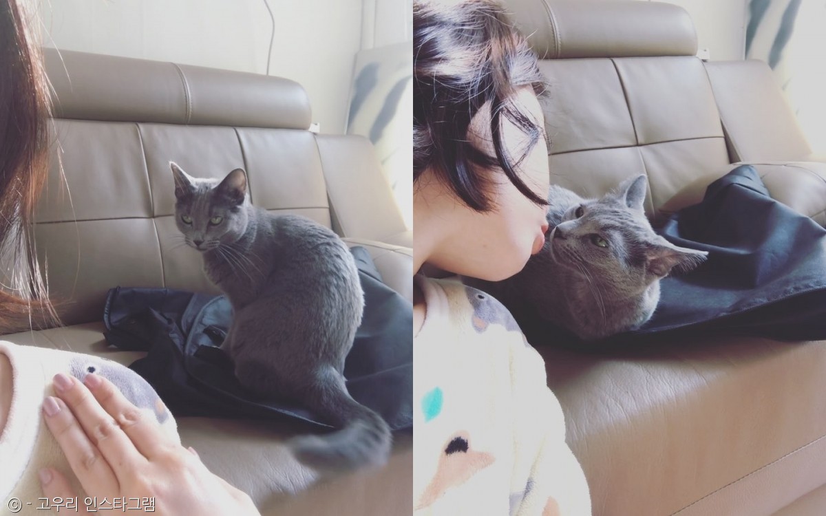 노트펫