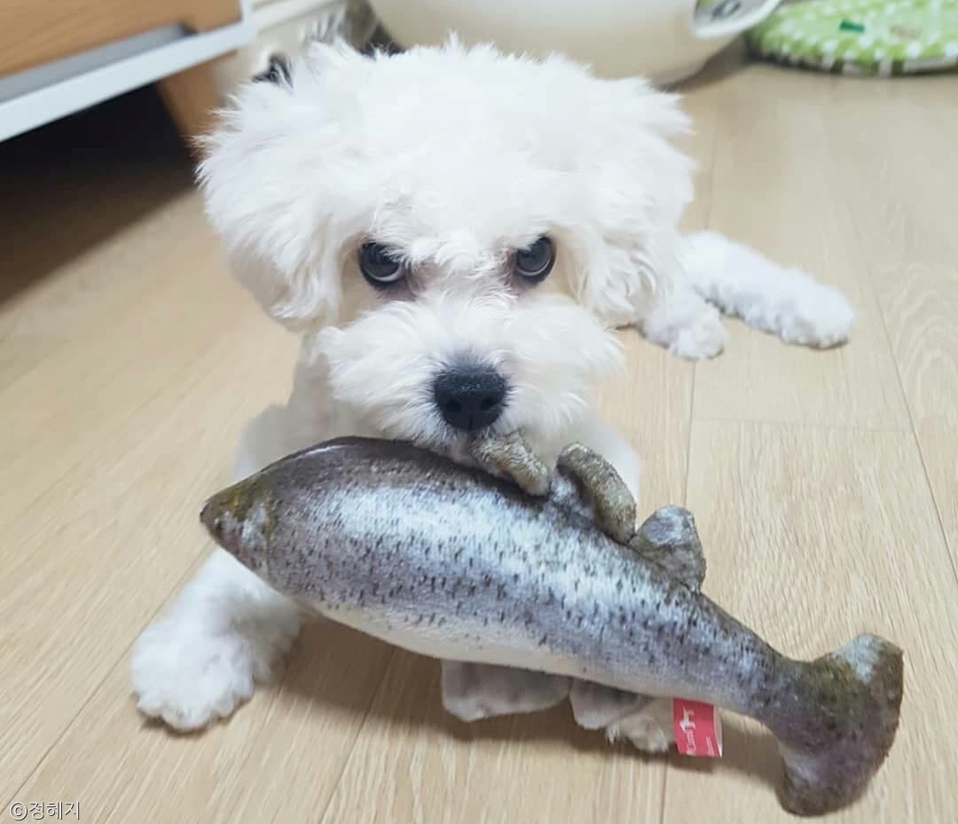 노트펫
