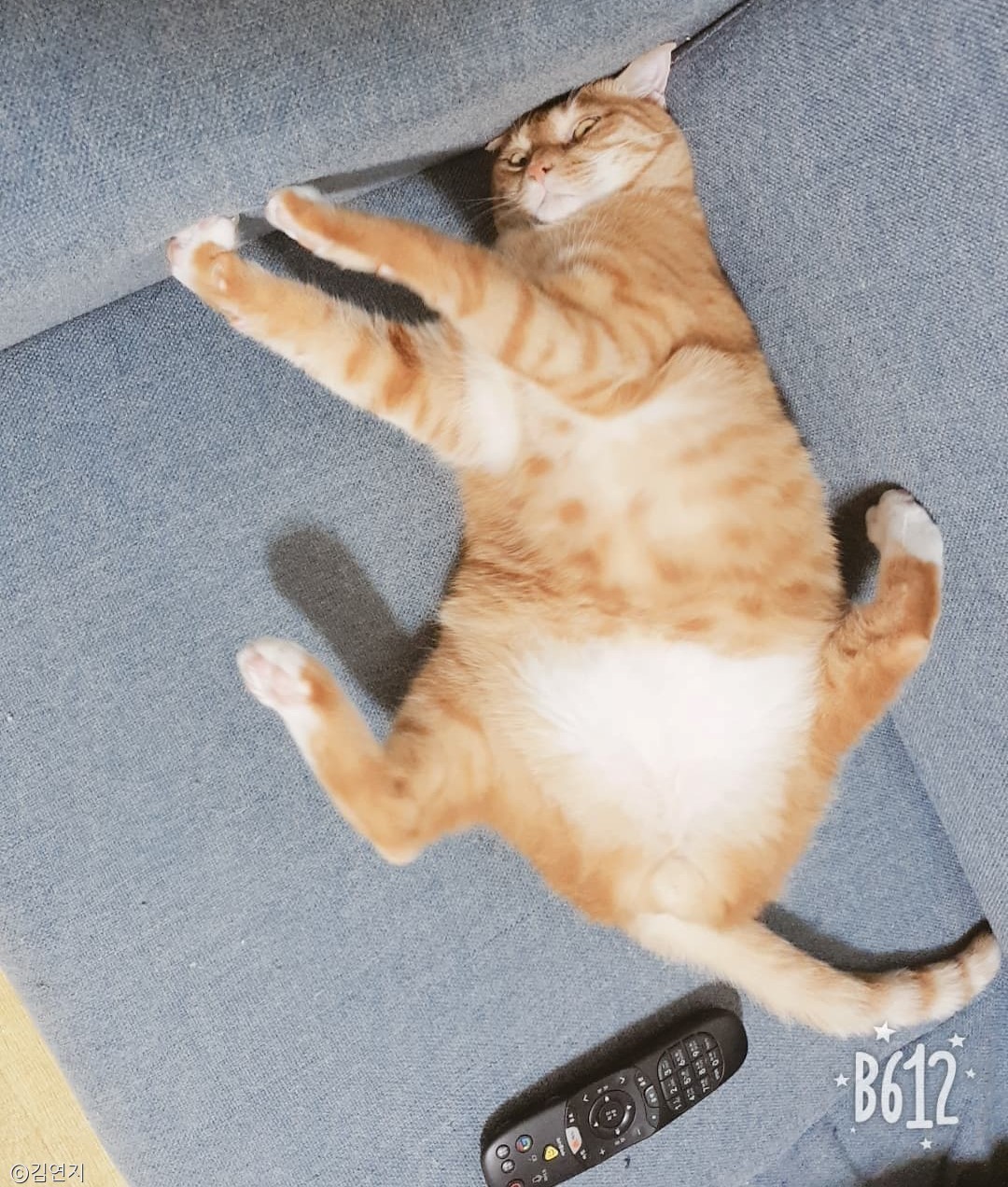 노트펫
