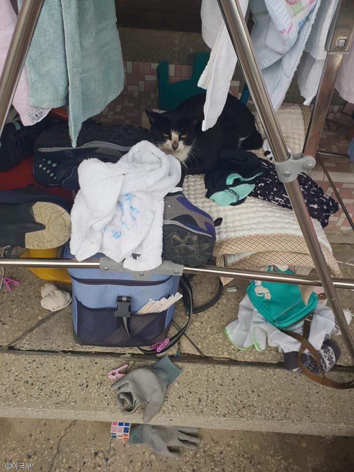 노트펫