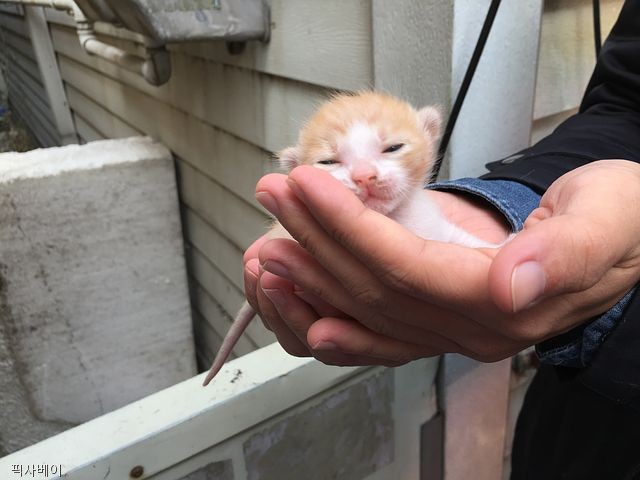 노트펫