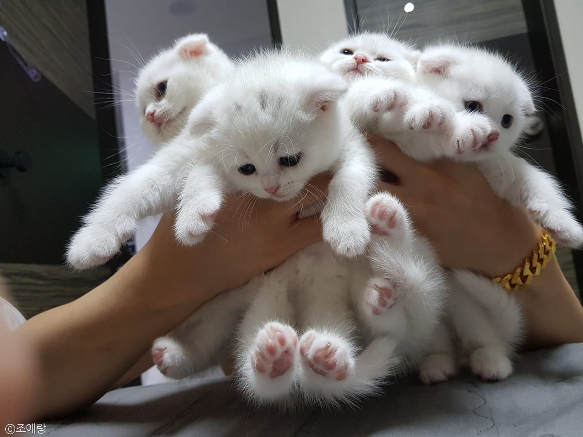 노트펫