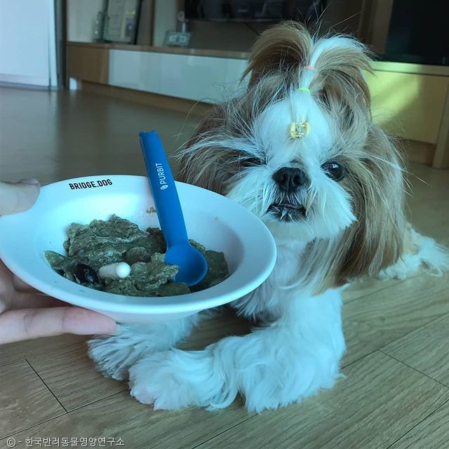 노트펫