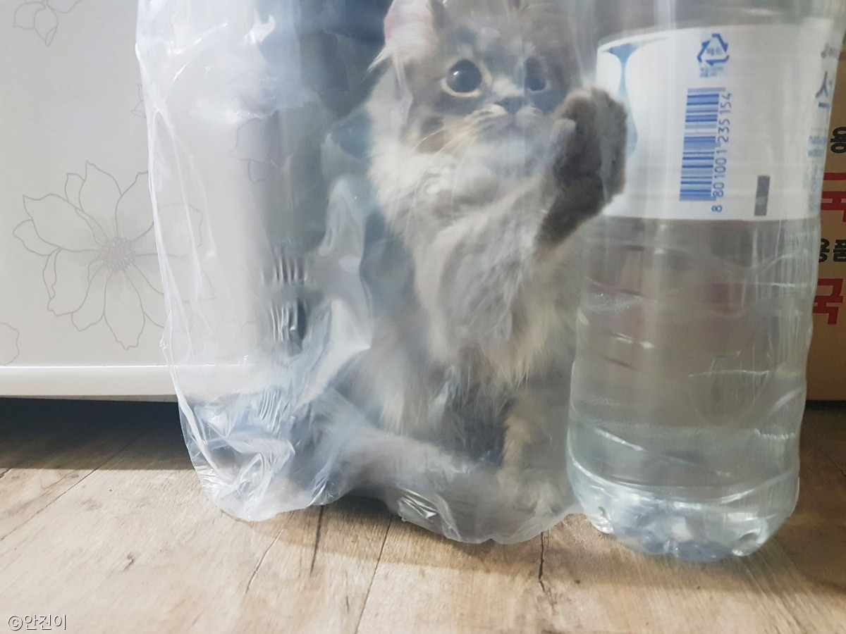 노트펫