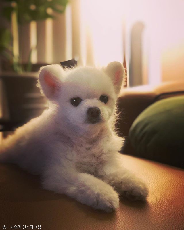 노트펫
