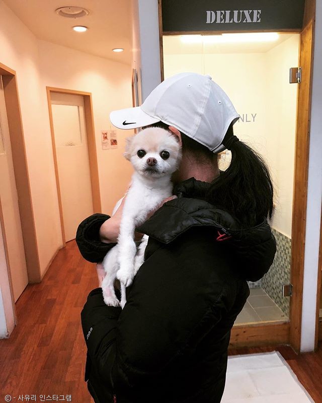 노트펫