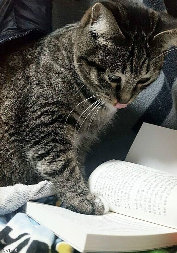 노트펫