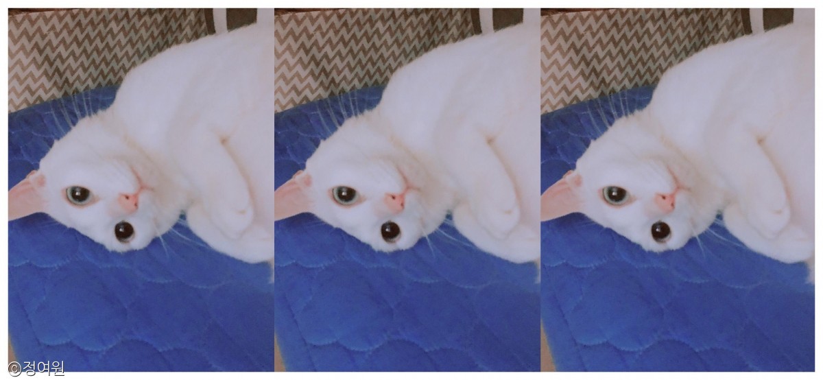 노트펫