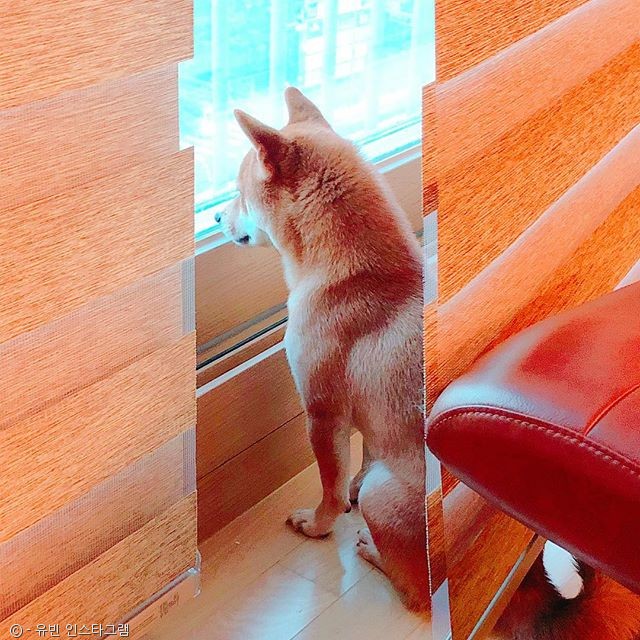 노트펫