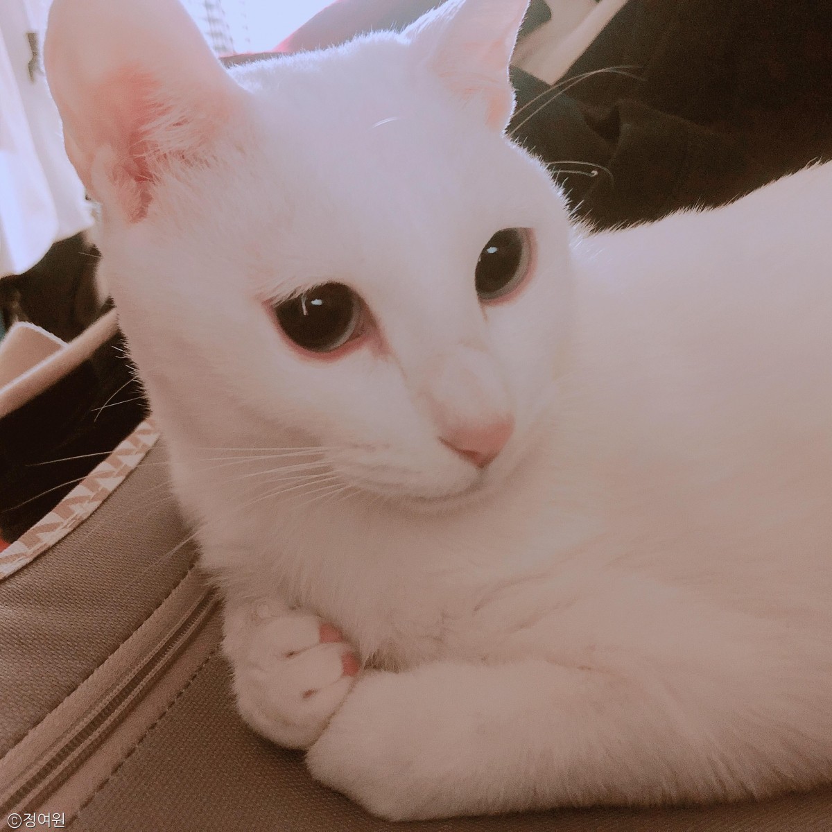 노트펫