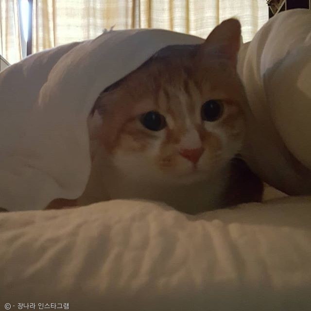 노트펫