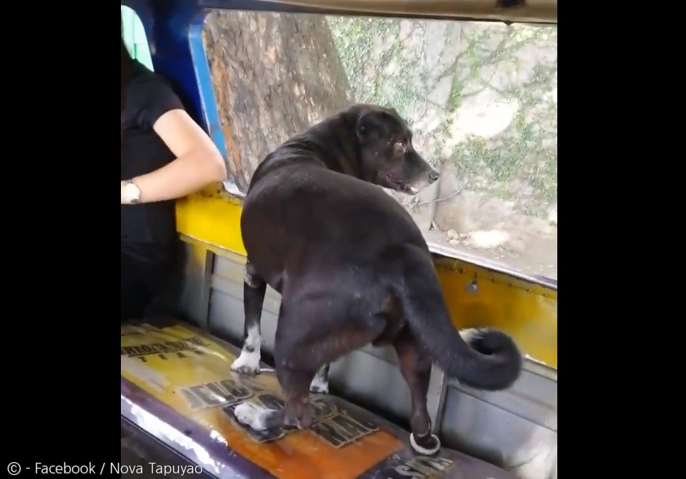 노트펫