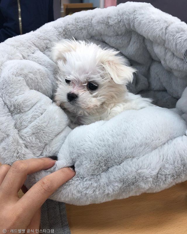 노트펫