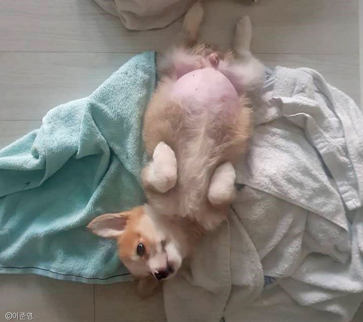 노트펫