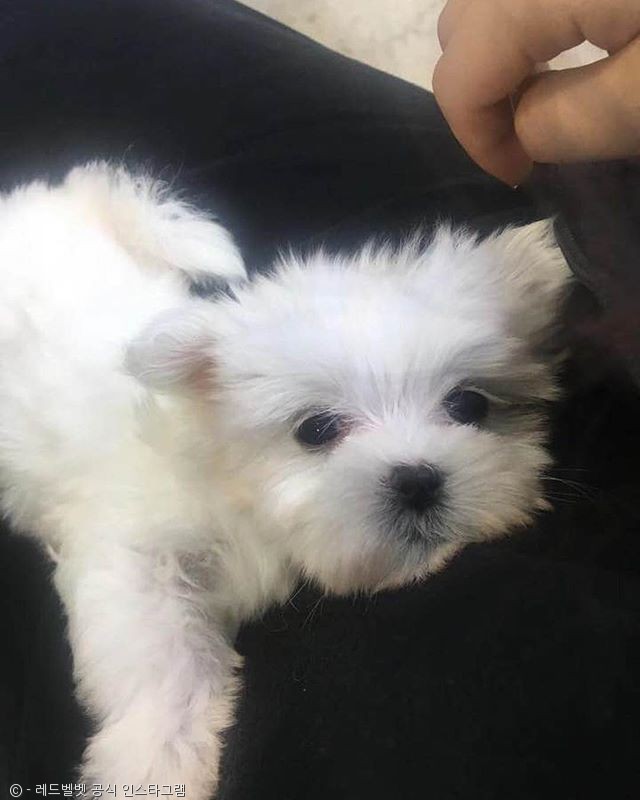 노트펫