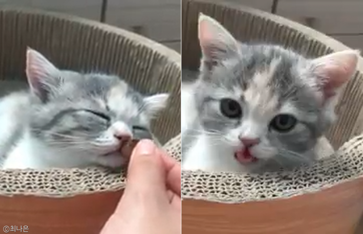 노트펫