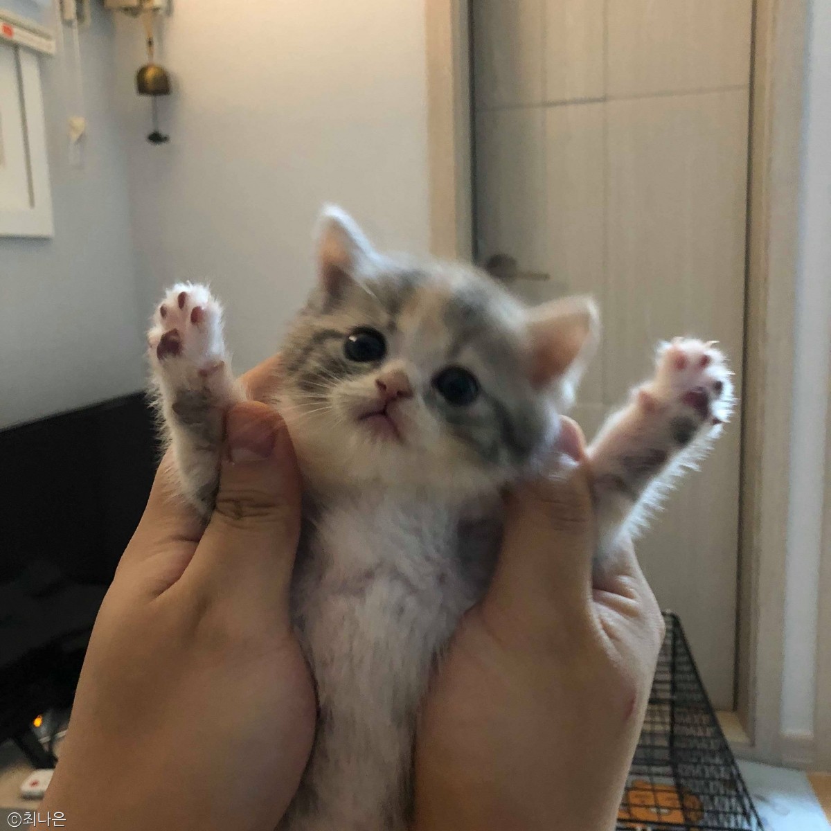노트펫