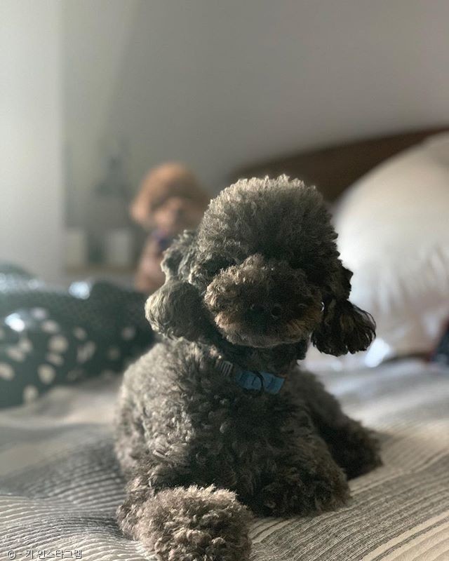 노트펫