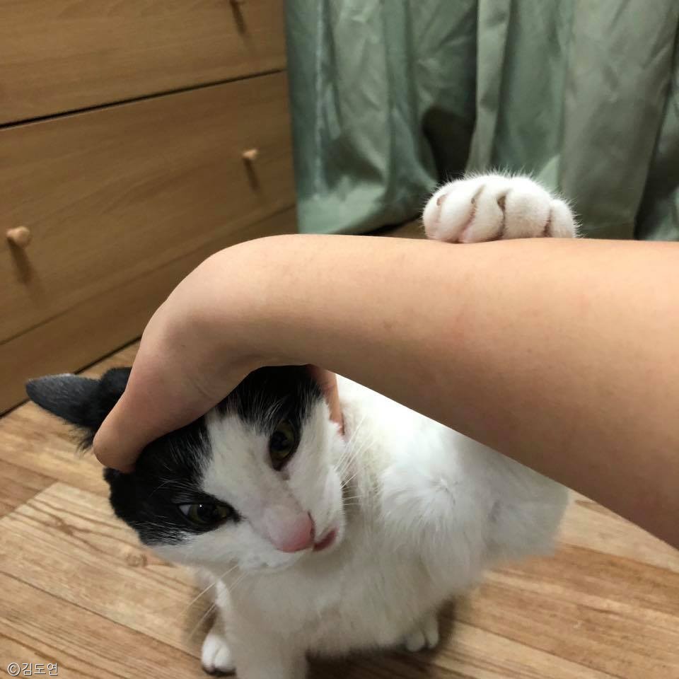 노트펫