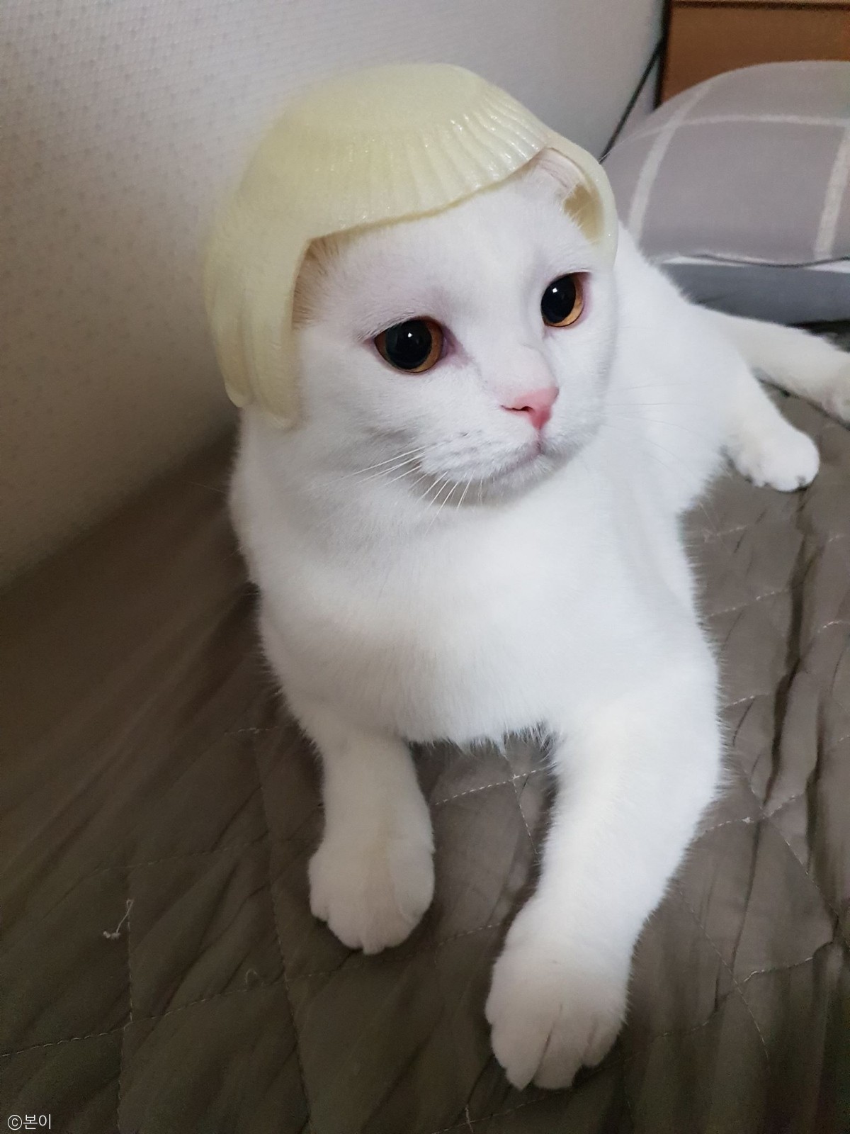 노트펫