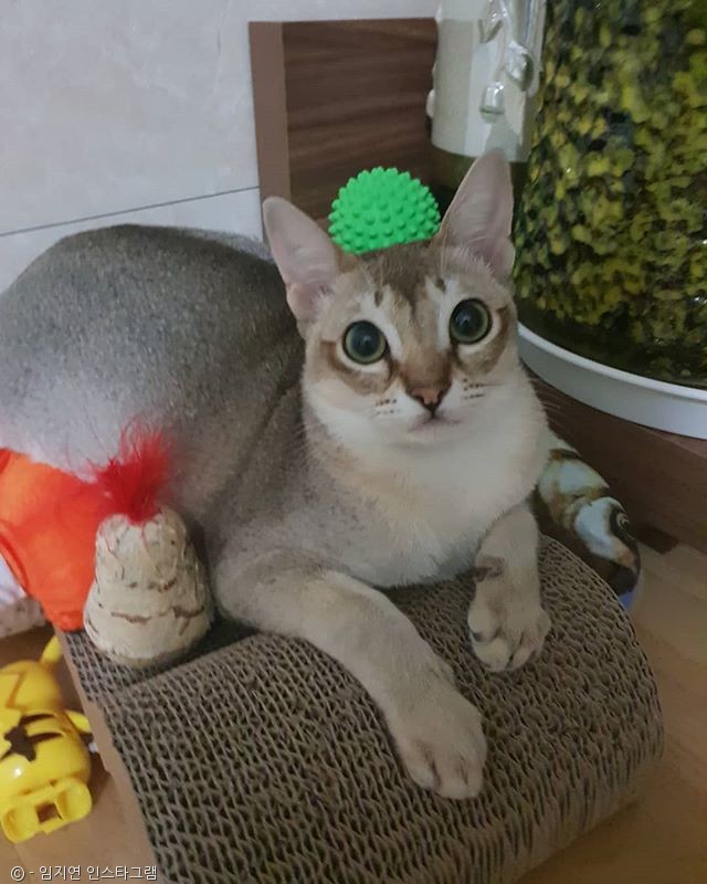 노트펫