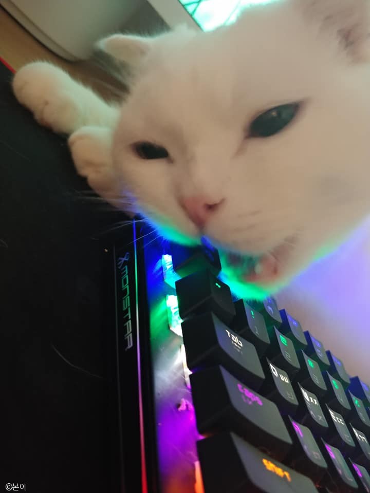 노트펫