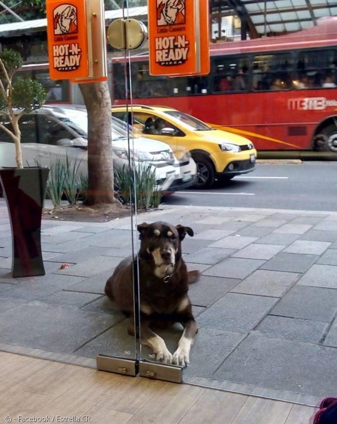 노트펫