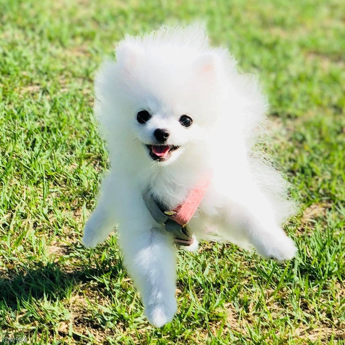 노트펫