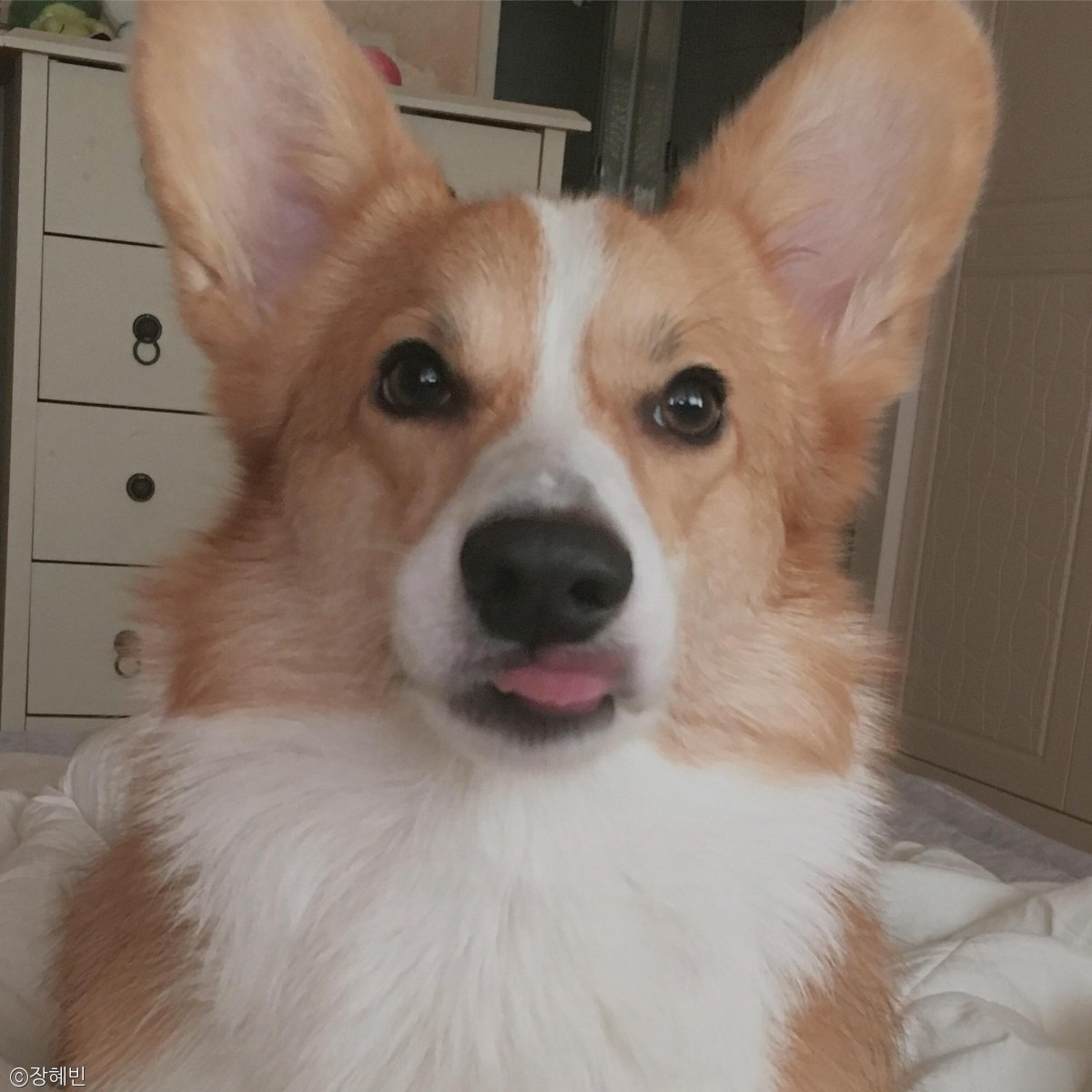 노트펫