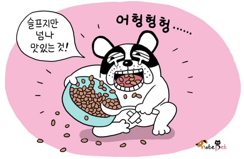 노트펫