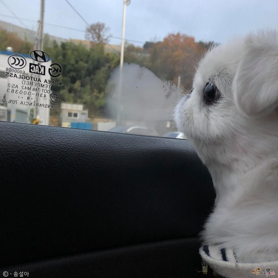 노트펫