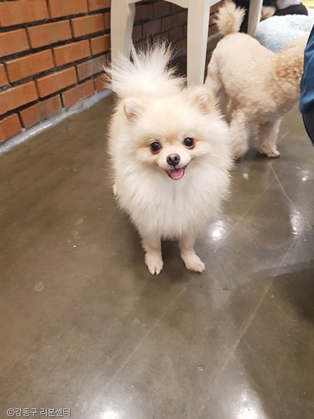 노트펫