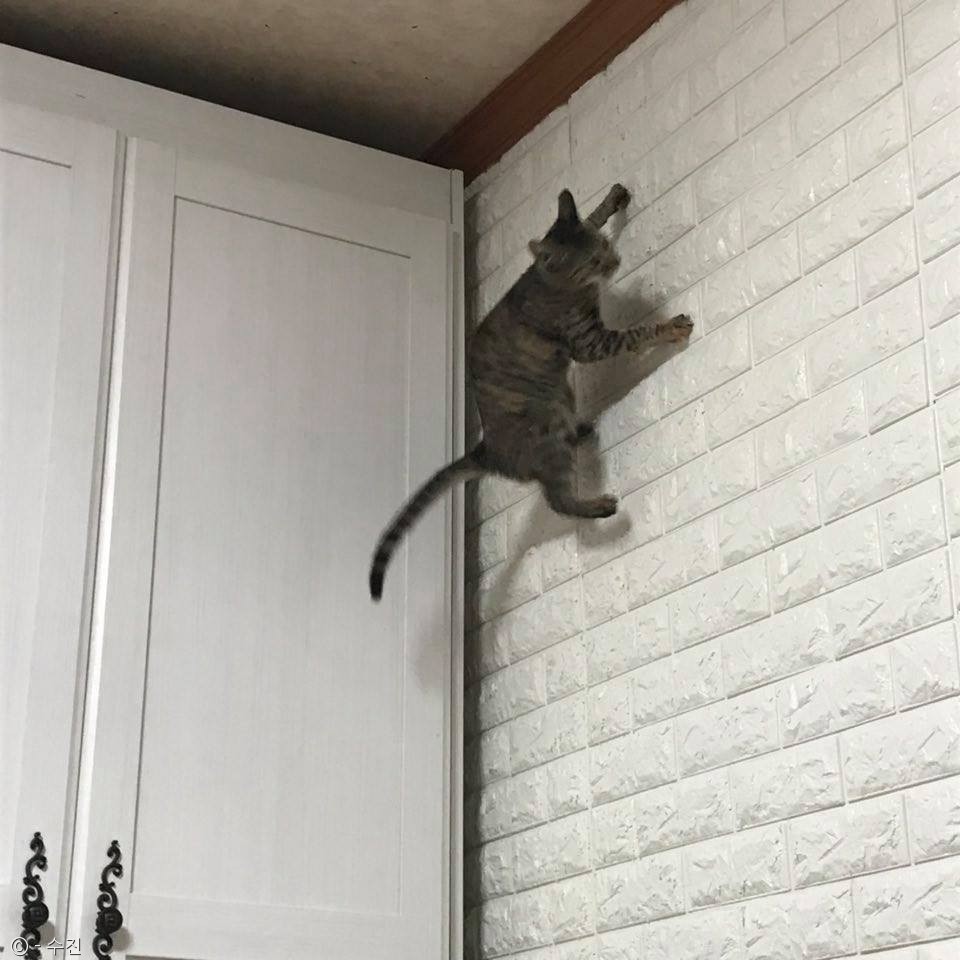 노트펫