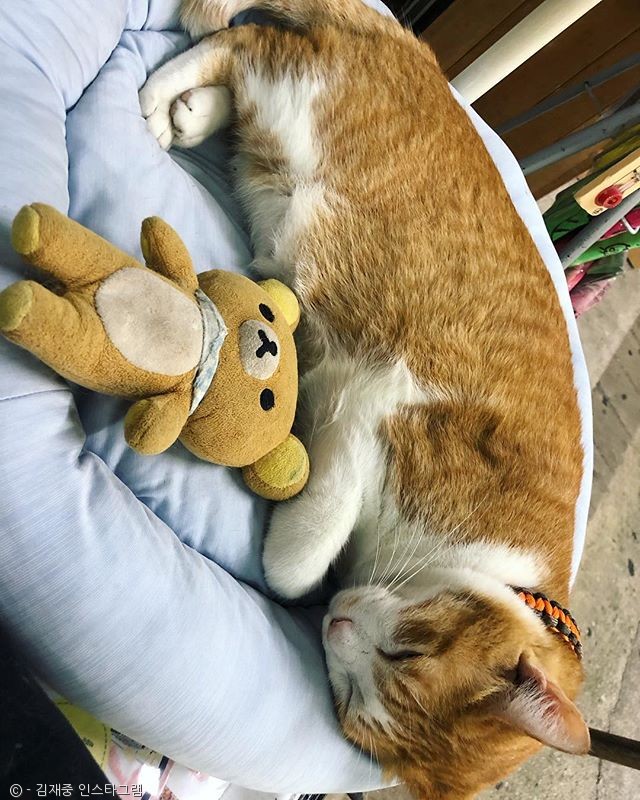 노트펫