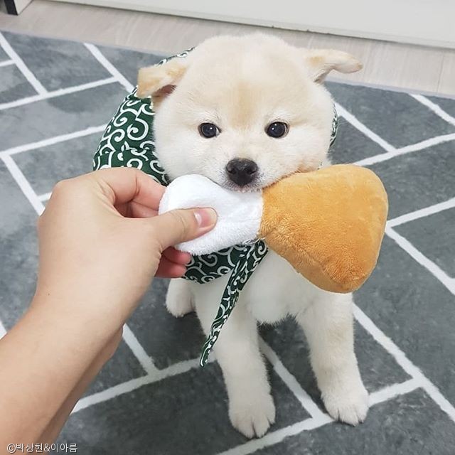 노트펫