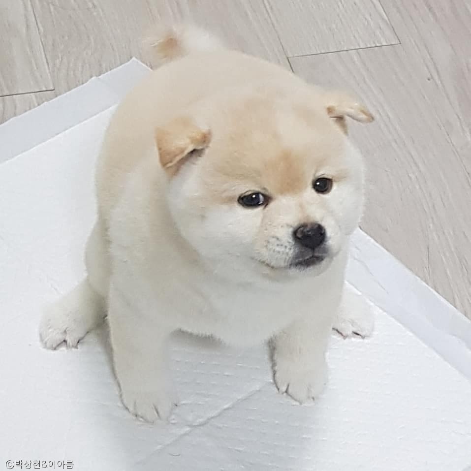 노트펫