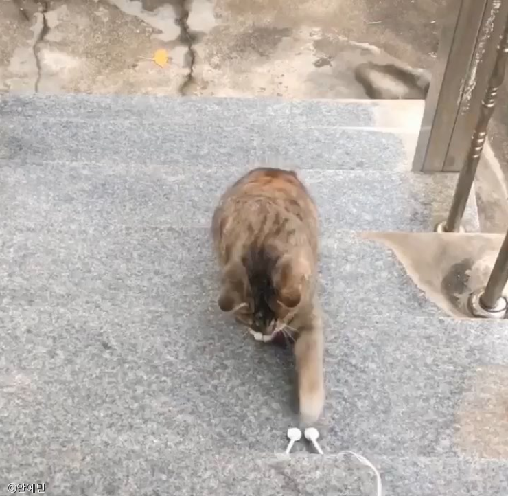 노트펫