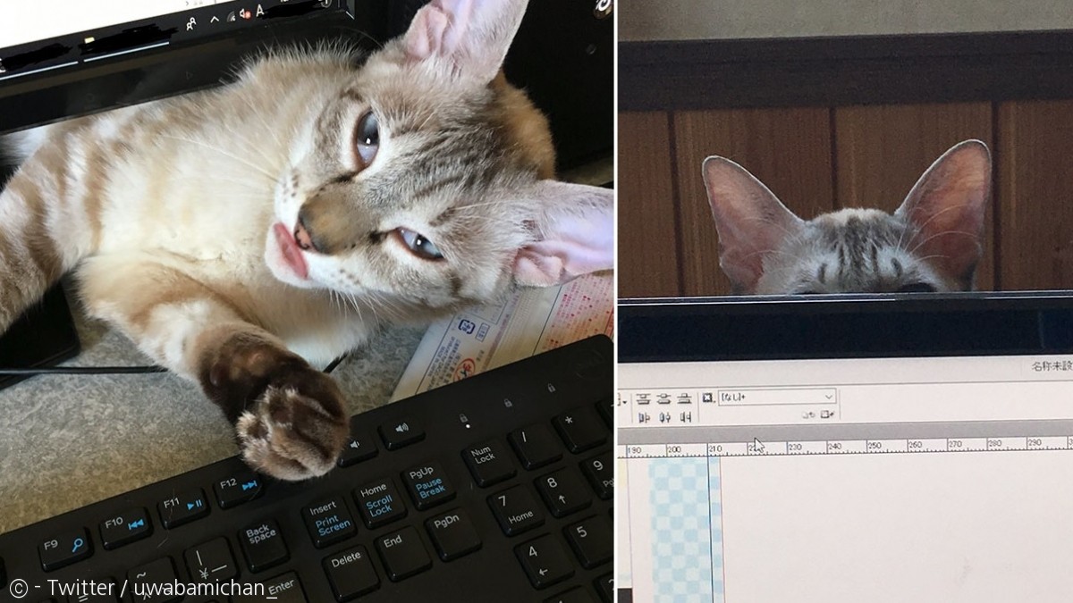 노트펫